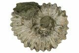 Bumpy Ammonite (Douvilleiceras) Fossil - Madagascar #247944-1